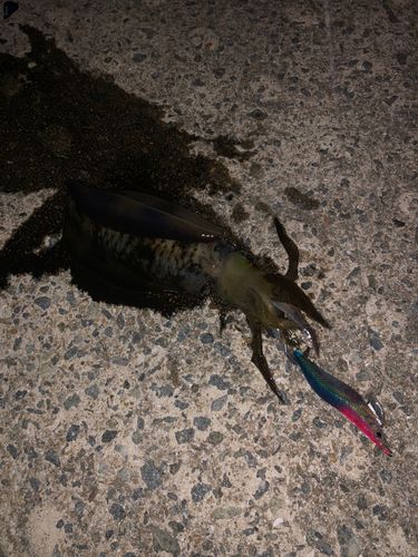 アオリイカの釣果
