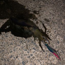 アオリイカ