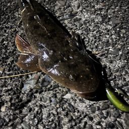マゴチ
