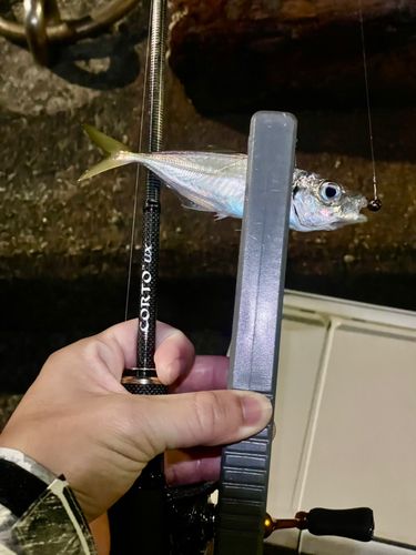 熊野川(新宮川)河口