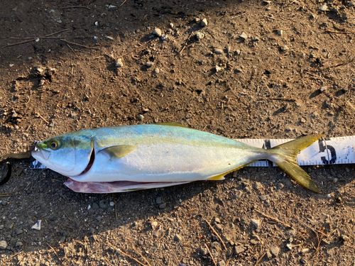 イナダの釣果