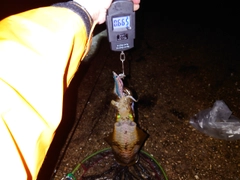 アオリイカの釣果