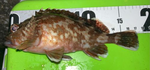 カサゴの釣果