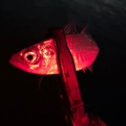アジ