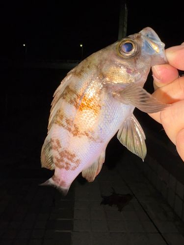 メバルの釣果