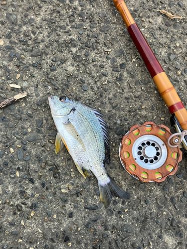 キビレの釣果