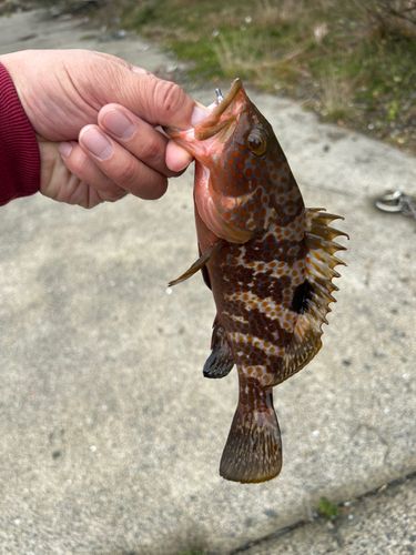 キジハタの釣果