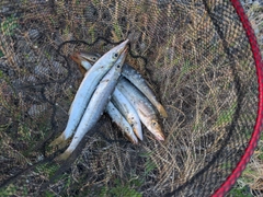 アカカマスの釣果