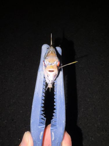 ヒイラギの釣果