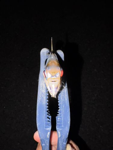 ヒイラギの釣果