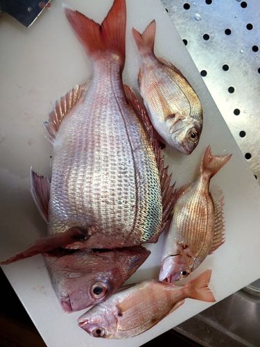 マダイの釣果