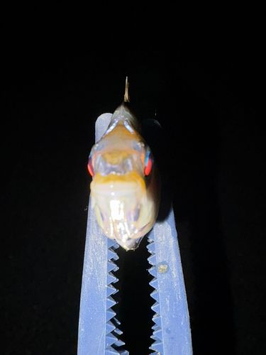 ヒイラギの釣果