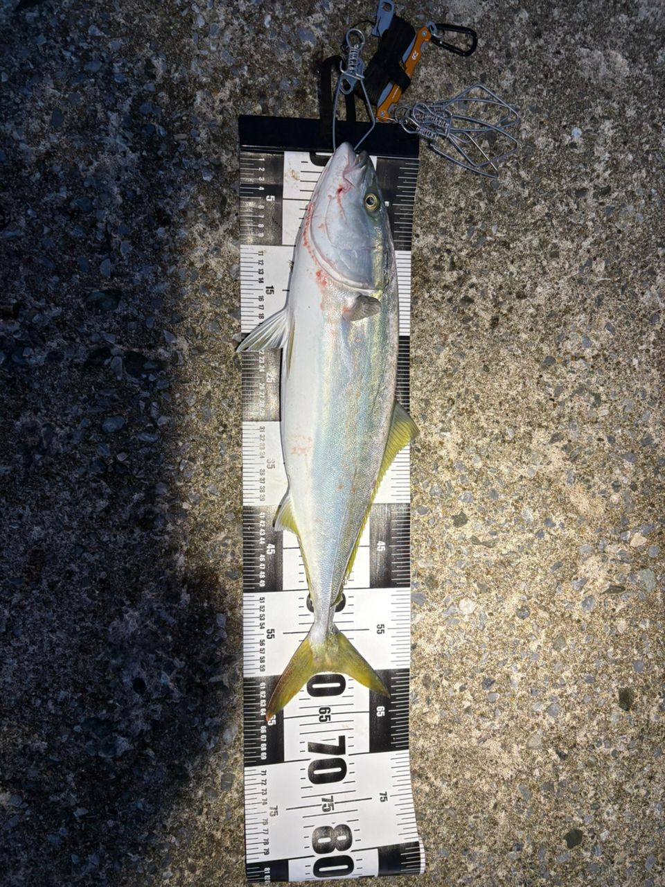 SHIMANO 19コルトスナイパー SS S100Mの最安値・インプレ・釣果 | 本音