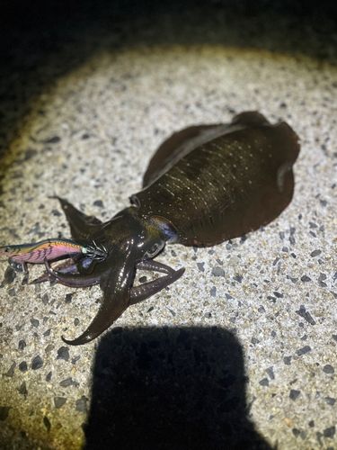 アオリイカの釣果