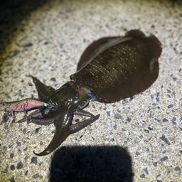 アオリイカ