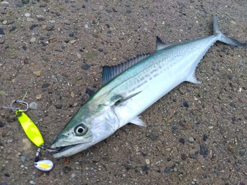 サゴシの釣果
