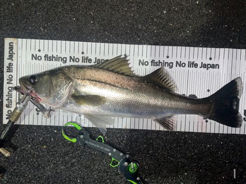 豊洲ぐるり公園