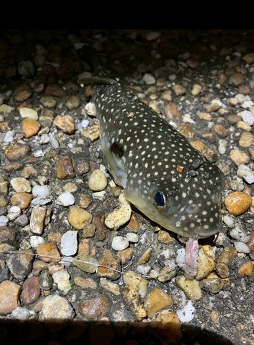 養老川臨海公園