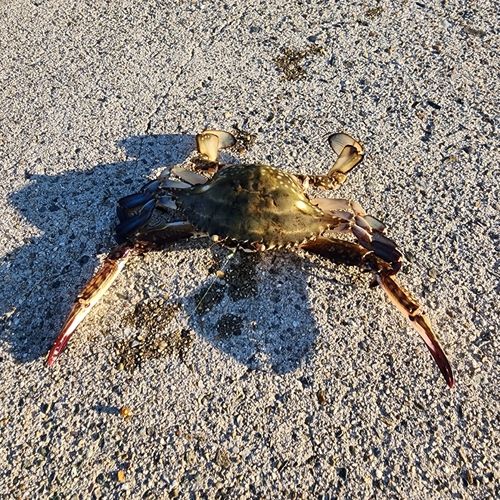 ワタリガニの釣果