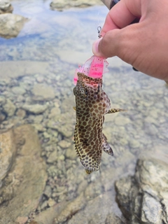 カンモンハタの釣果