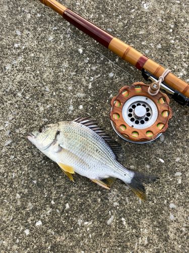 キビレの釣果