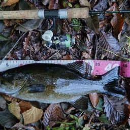 スモールマウスバス