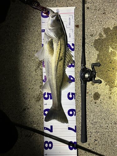 シーバスの釣果