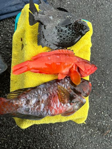 イシガキダイの釣果