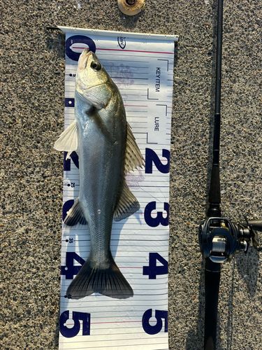 シーバスの釣果
