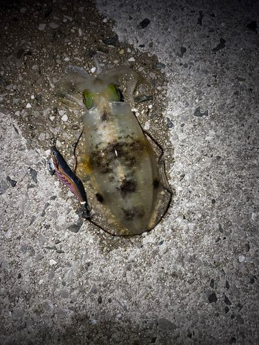 アオリイカの釣果