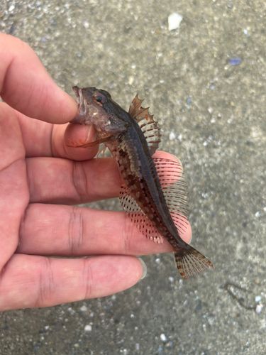 アナハゼの釣果