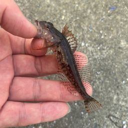 アナハゼ