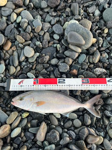 カンパチの釣果