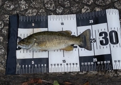 スモールマウスバスの釣果