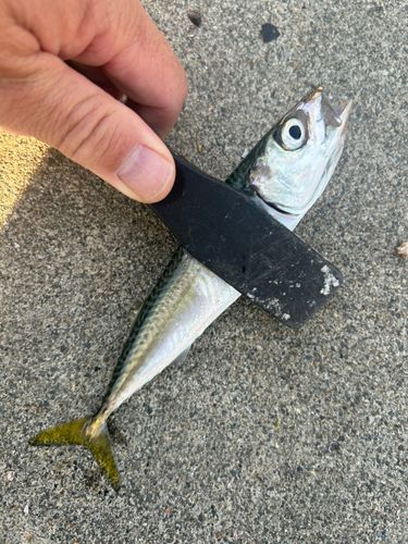 サバの釣果