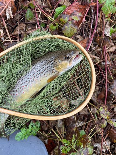 ブラウントラウトの釣果