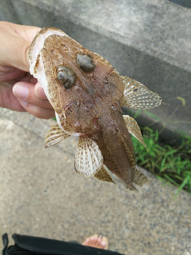 コチの釣果