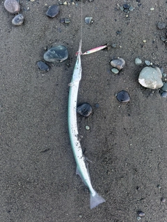 ダツの釣果