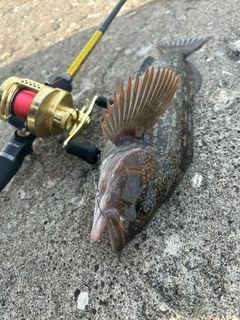 アブラコの釣果