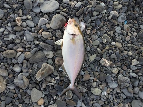 ショゴの釣果