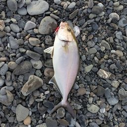 ショゴ