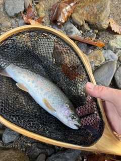 ニジマスの釣果
