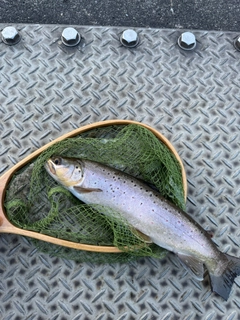 ブラウントラウトの釣果