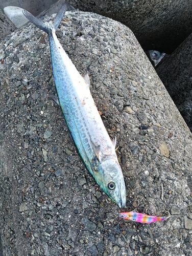 サゴシの釣果