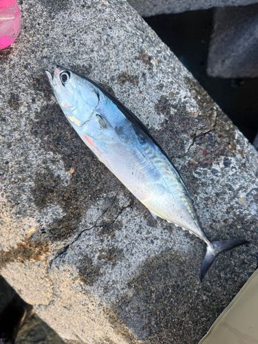 二宮海岸