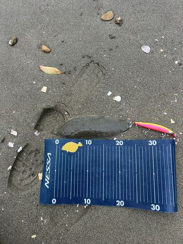 シタビラメの釣果