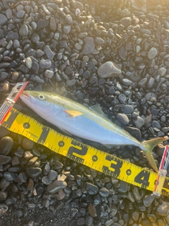 イナダの釣果