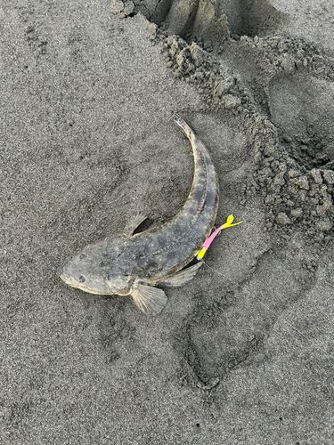 マゴチの釣果