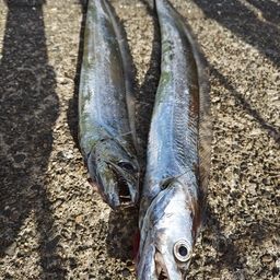 タチウオ