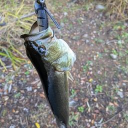 ラージマウスバス